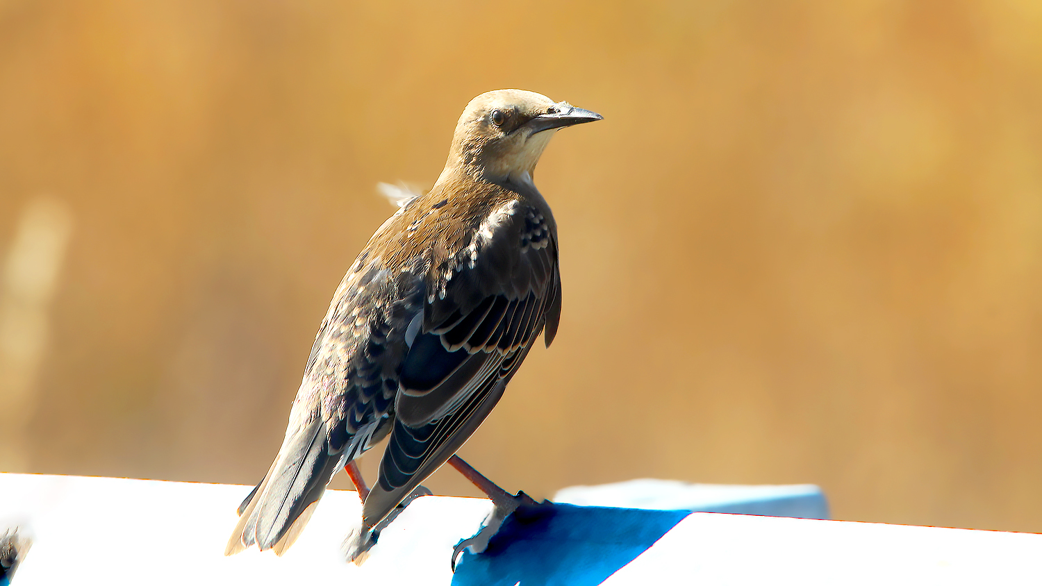 European Starling